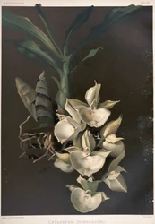 Catasetum pileatum als syn: Catasetum bungerothii